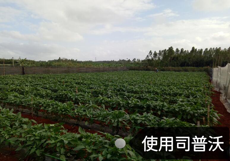 水溶肥的神奇奧秘，作物黃化也能治