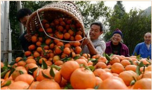 用對磷酸二氫鉀 讓你的作物成為別人家羨慕的對象！