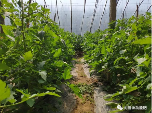 快扔掉控旺藥吧！“它”能起到控旺的作用，不僅效果顯著，也沒有肥害！