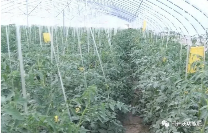 番茄卷葉不只是因為高溫和輪作那么簡單，葉片“向上卷”和“向下卷”也不一樣！