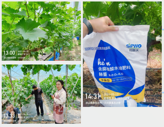 “氮、磷、鉀”三要素，你真吃透了嗎？