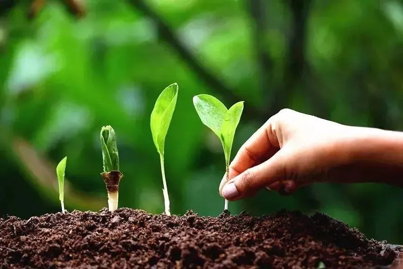 為什么你用了腐植酸會感覺沒效果？腐植酸如何正確使用，很多人不知道