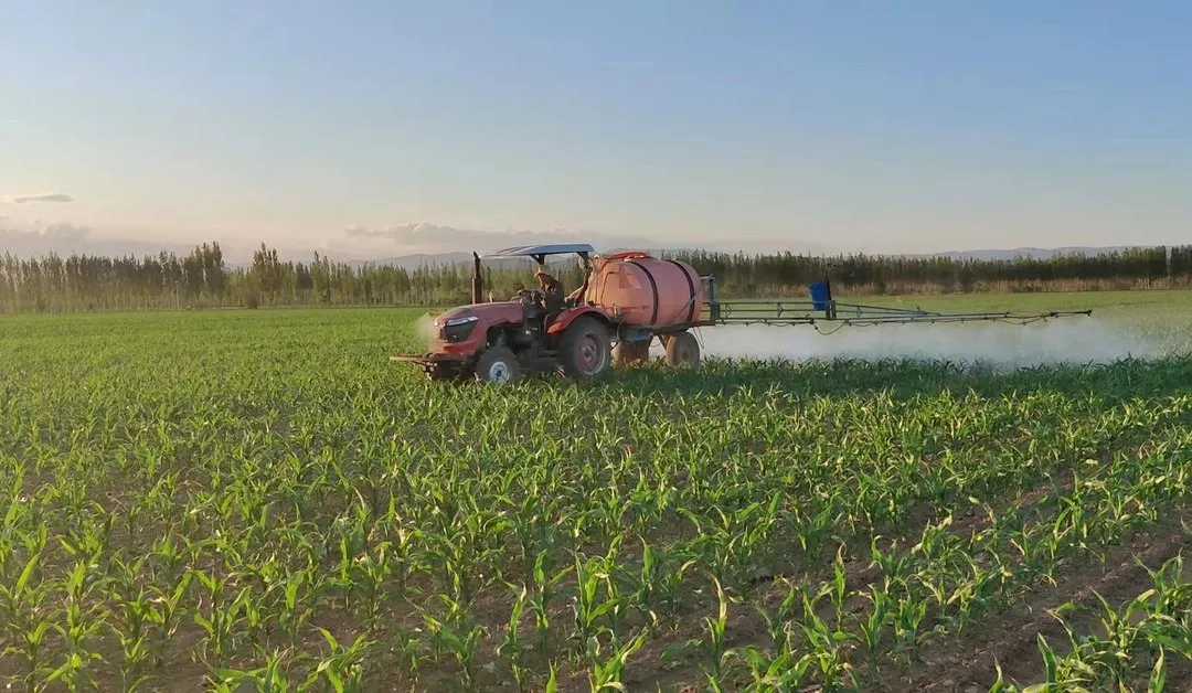 如何防止玉米倒伏？做好這三點*關(guān)鍵?。?！