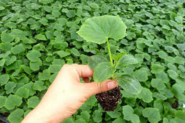 越夏黃瓜旺長徒長怎么辦?司普沃教您一招有效解決。