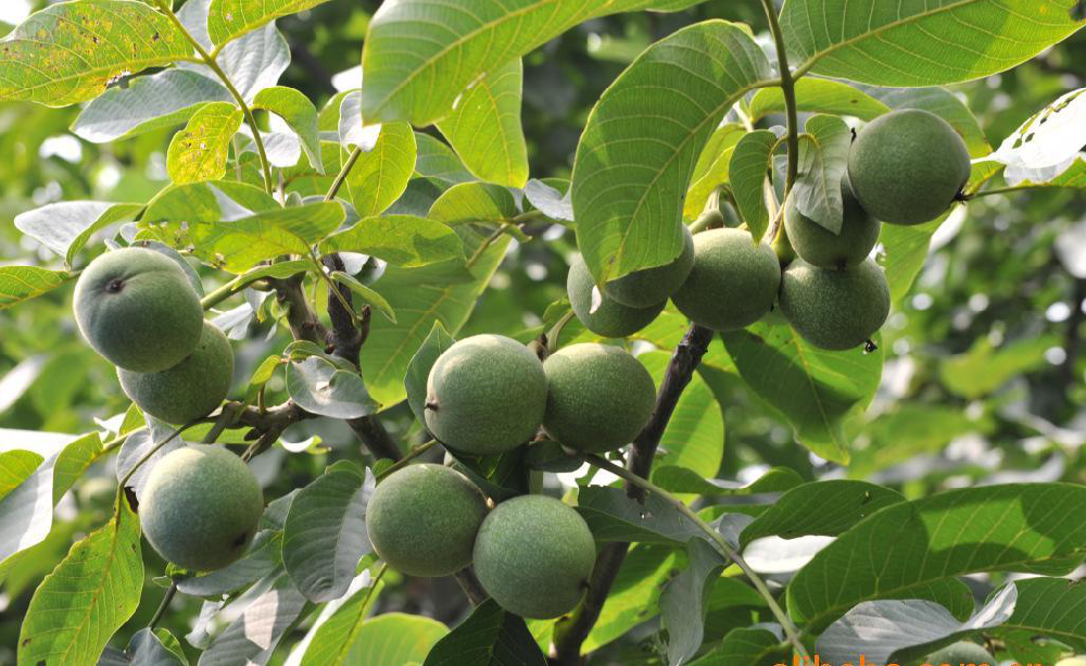 核桃早期落果，降低收益，怎么辦？