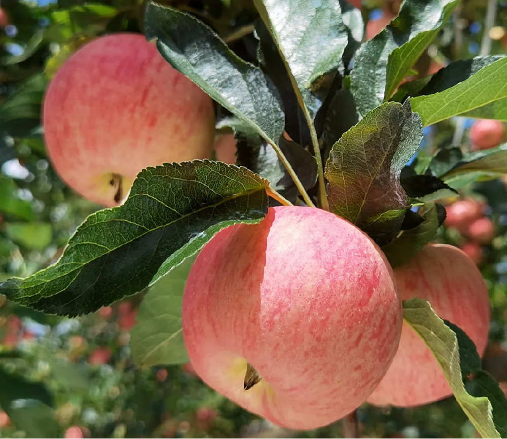 蘋(píng)果進(jìn)入二次膨大期，不知道該怎樣施肥，司普沃來(lái)幫助大家