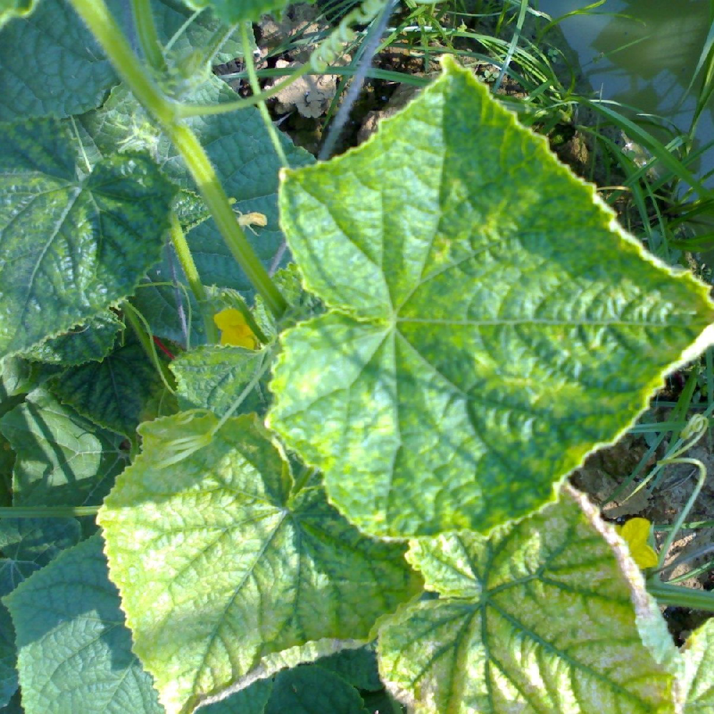 黃瓜出現(xiàn)黃葉，找不到病因，司普沃教您從這3方面查找