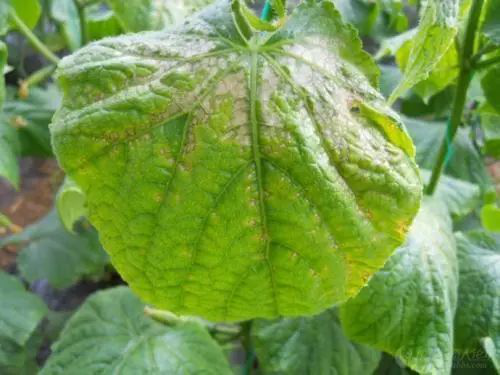 出現(xiàn)肥害的原因有很多，應(yīng)該怎樣解決呢？速看司普沃這篇文章！