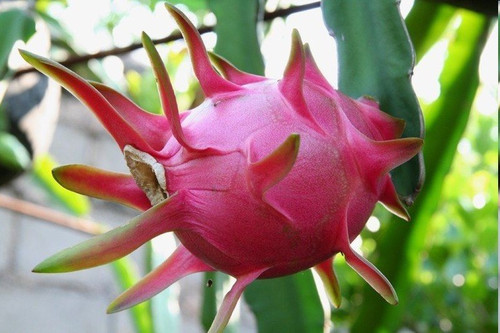 暴雨之后，火龍果園被淹！司普沃幫您進(jìn)行災(zāi)后補(bǔ)救