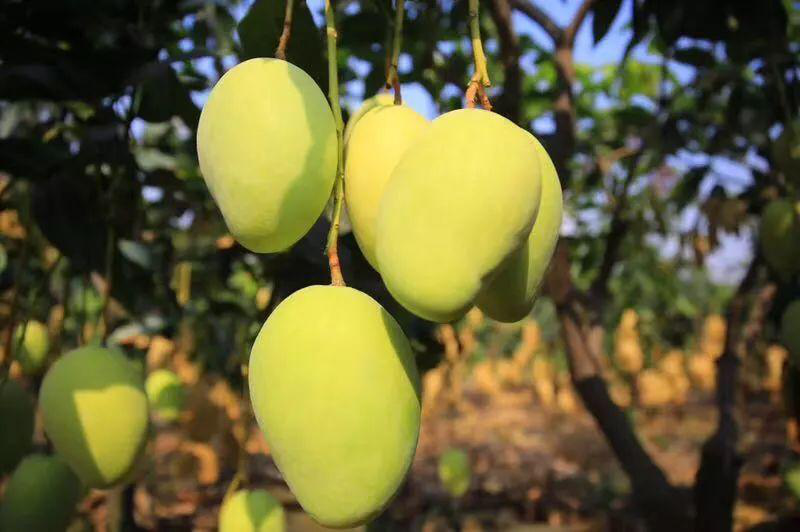 芒果落果嚴(yán)重，卻又得不到解決？司普沃來幫忙