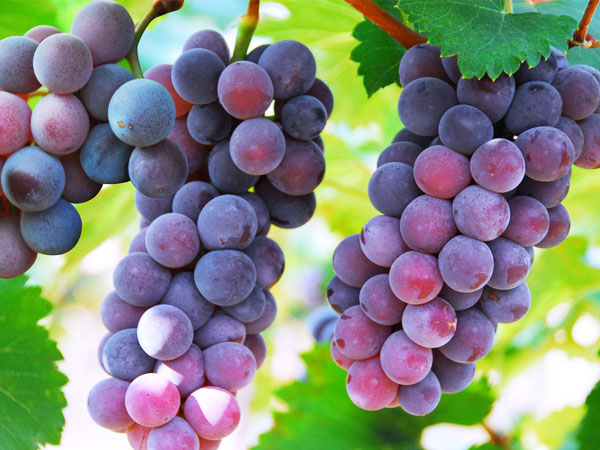 葡萄轉(zhuǎn)色期，突遇到返青怎么辦？司普沃幫您有效解決