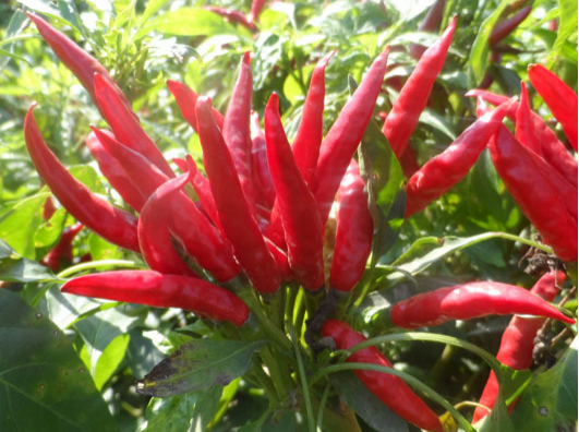 小米辣出現(xiàn)爛果，施藥后治標(biāo)未治本，司普沃教您如何有效解決