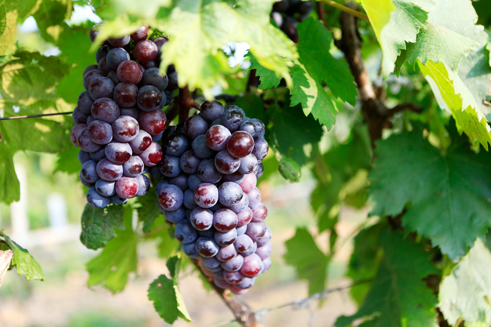 如何促進葡萄著色，司普沃教您幾招，速看！
