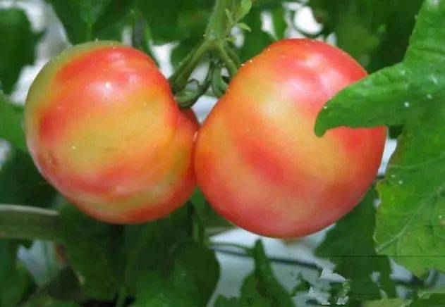 注意！秋茬西紅柿轉色不好，啥原因？速看司普沃這篇文章