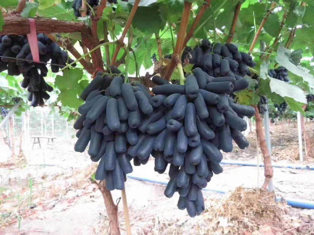 種植藍寶石葡萄，怎么使其高產(chǎn)呢？速看司普沃這篇文章