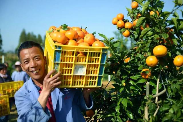 司普沃淺談沃柑種植技術與管理