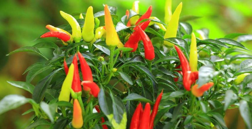 司普沃淺談朝天椒種植技術與管理