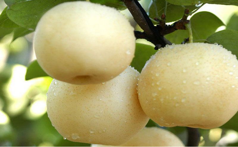 黃冠梨秋季如何管理？快與司普沃一起來看看！