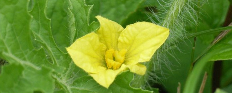 西瓜雄花無粉？這可嚴重了，與司普沃一起來看看該怎樣解決