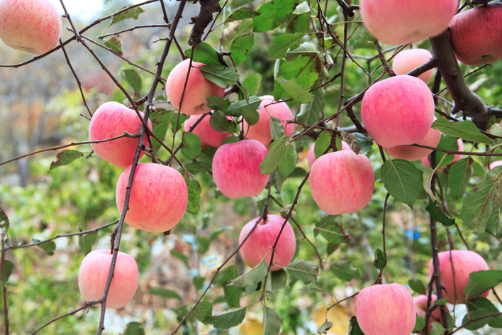 想要產(chǎn)出優(yōu)質(zhì)蘋果，8月份該補充什么呢？司普沃帶您來了解
