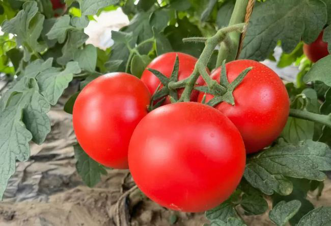 番茄定植前，防死棵需注意的幾個(gè)方面，與司普沃一起來(lái)看看