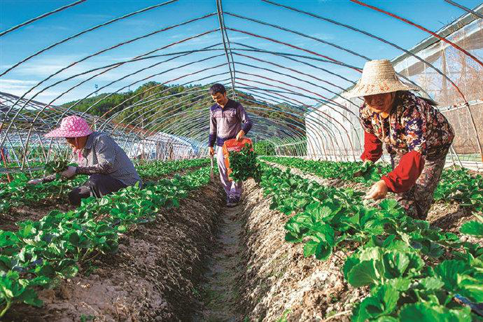 草莓栽后怎么補(bǔ)苗，才能獲得豐收，快與司普沃一起來(lái)看看