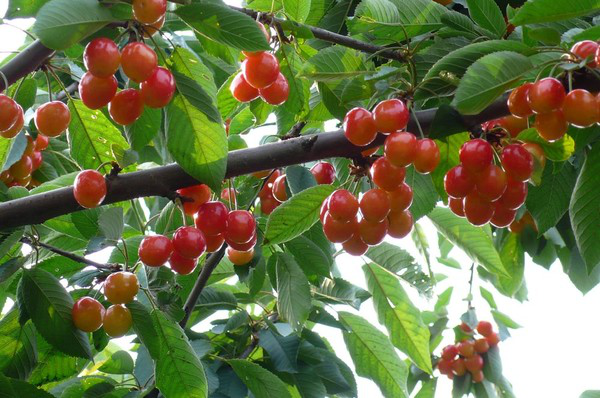 進(jìn)入到秋季，櫻桃一定要預(yù)防早期落葉，與司普沃一起來(lái)了解一下