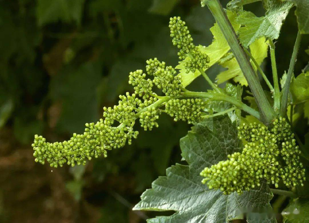 葡萄的花芽分化過(guò)程和管理，你了解多少呢？快與司普沃一起來(lái)看看