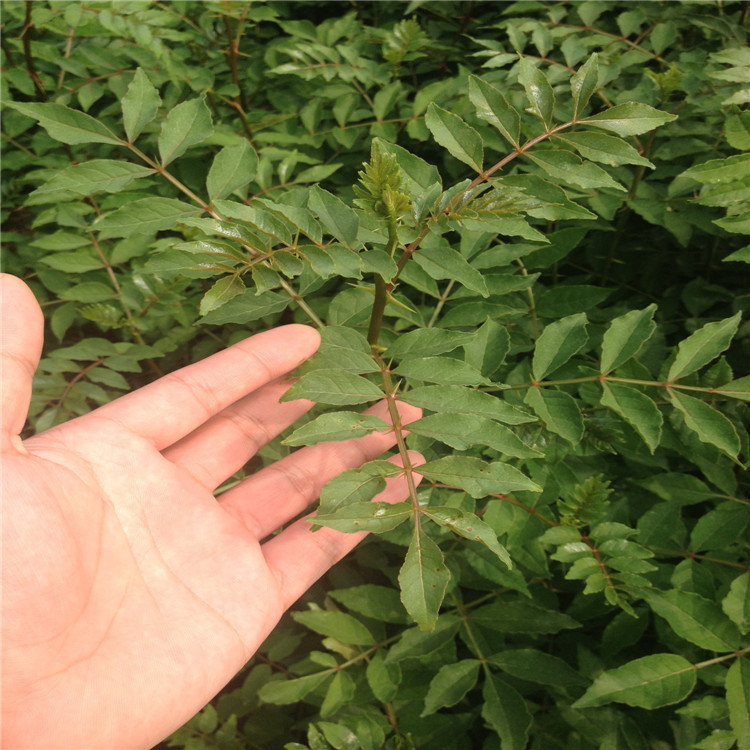 花椒根腐病如何防治？司普沃教您一招輕松解決