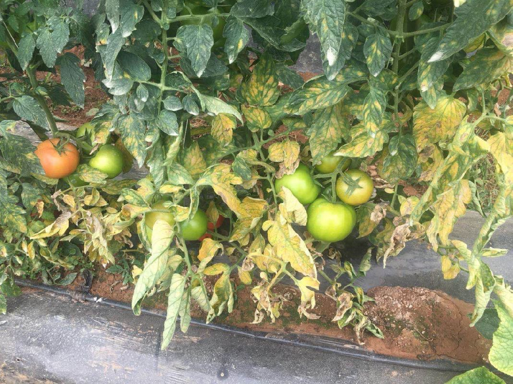 番茄葉霉病如何防治？司普沃為您解答