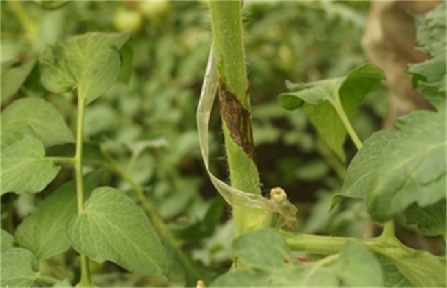 番茄芽枯病是啥原因造成的，又該怎么防治？司普沃為您輕松解決