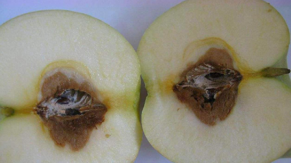 蘋果霉心病發(fā)病規(guī)律及防治技術