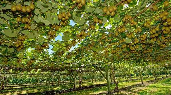 獼猴桃白絹根腐病發(fā)病規(guī)律及防治技術