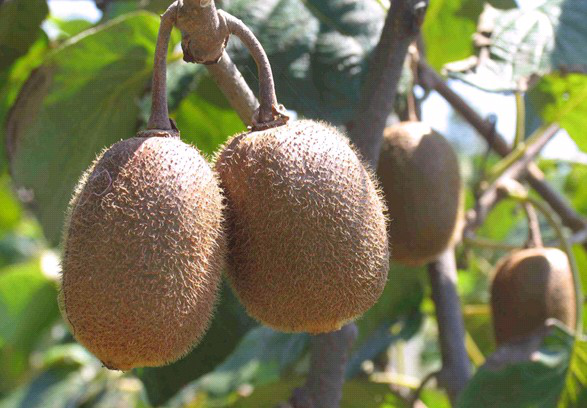 獼猴桃葉子盛、坐果少，什么原因？與司普沃一起尋找答案