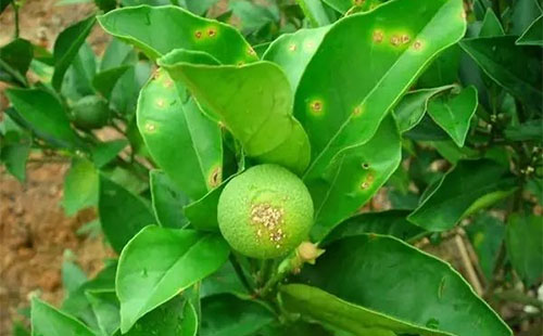 柑橘疫霉病有哪些癥狀？疫霉病發(fā)病原因是什么？司普沃為您解答