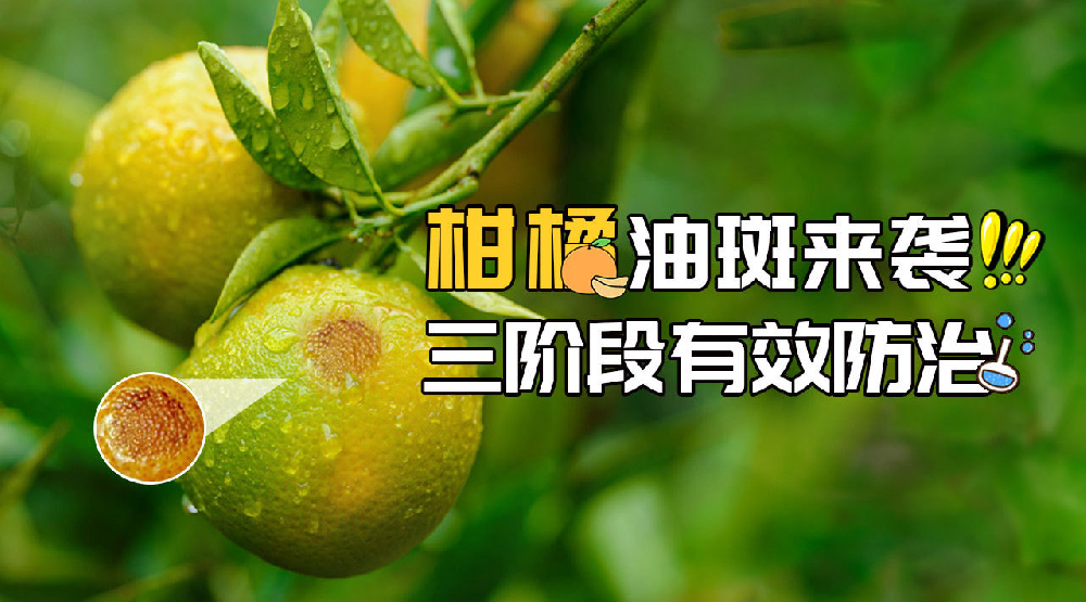 司普沃淺談柑橘油斑病的田間癥狀、誘發(fā)原因及預防措施