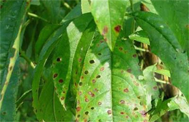 司普沃淺談桃樹(shù)炭疽病的癥狀、病原、發(fā)生規(guī)律及防治措施