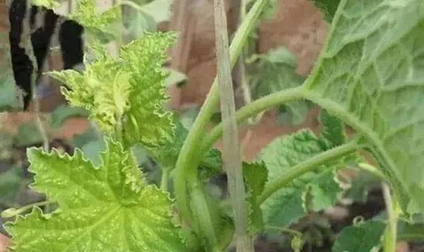 蔬菜缺硼如何進行補救？司普沃告訴您