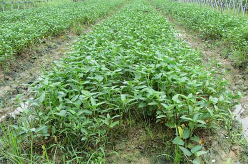 司普沃淺談空心菜炭疽病的危害癥狀、發(fā)病原因及防控措施