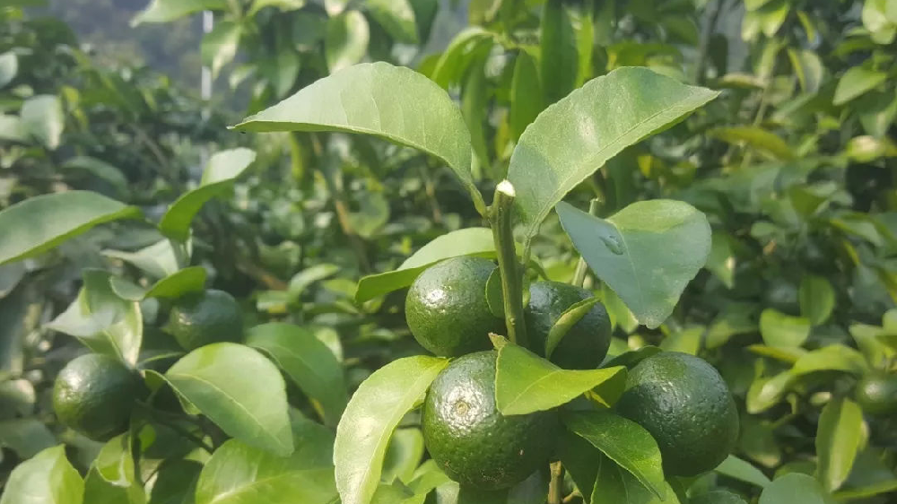 砂糖橘秋梢竟不老熟！這危害夠受嗎？司普沃來幫您