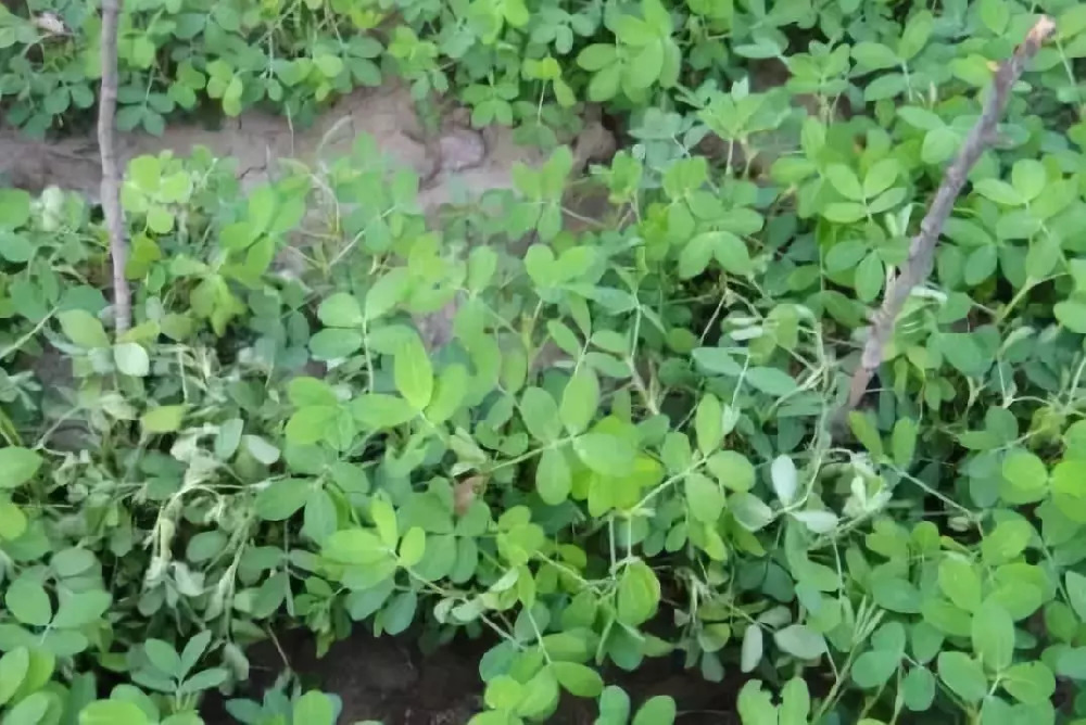 花生青枯病嚴重化怎么辦？別急，司普沃為您解答