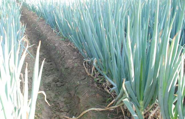 大蔥霜霉病的癥狀是什么？如何防治大蔥霜霉??？ 司普沃給出了答案。