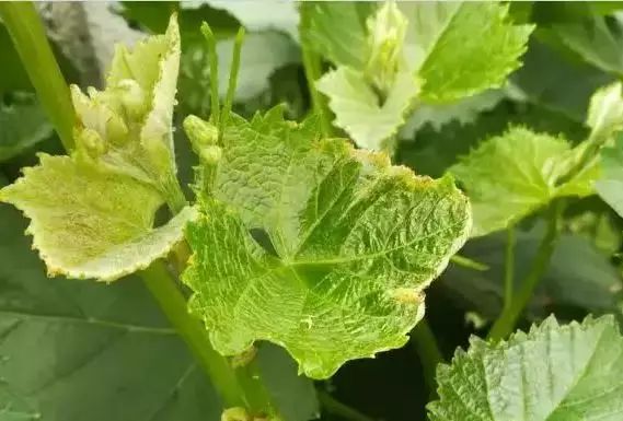 司普沃為您科普葡萄缺鈣如何安全高效的補充