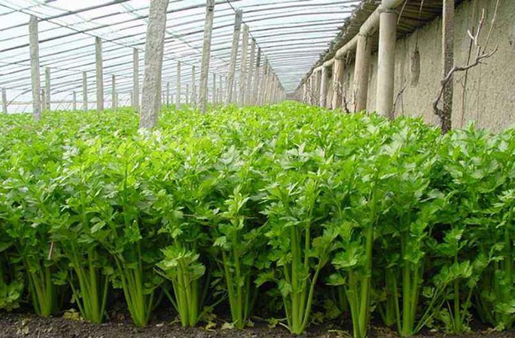 芹菜得了斑枯病，別急，司普沃為您解答
