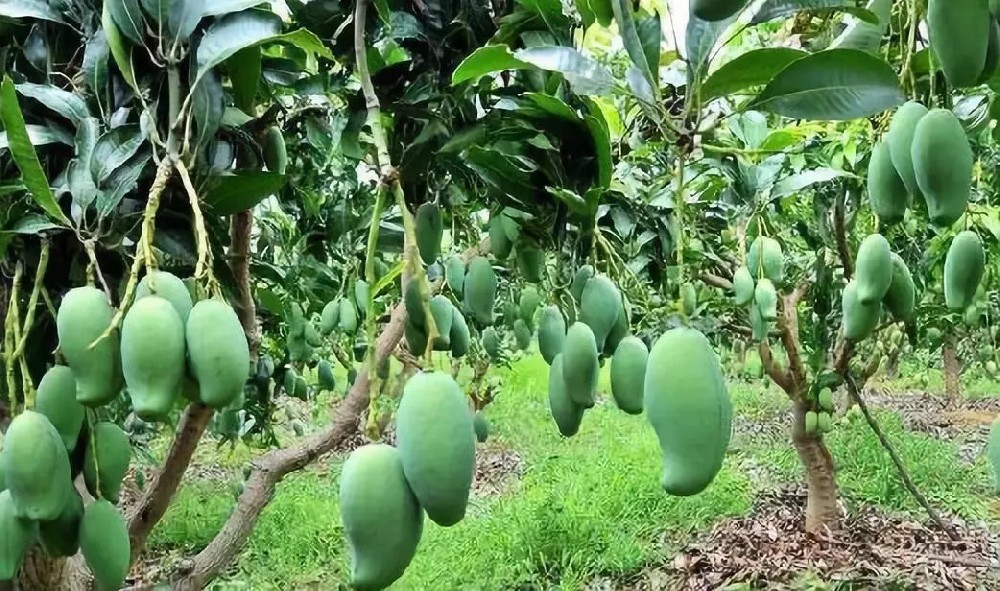 司普沃淺談芒果施肥技術與管理