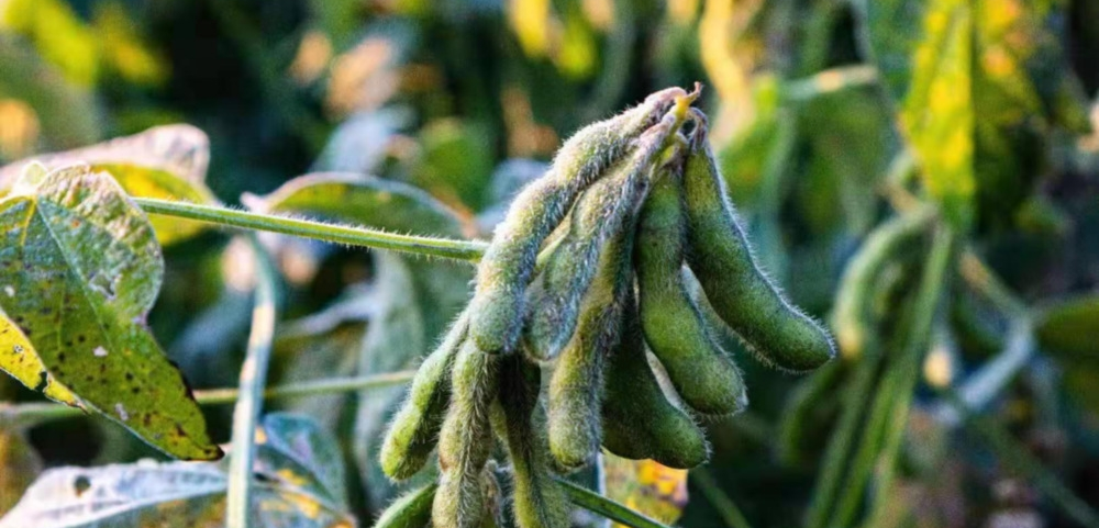 磷酸二氫鉀與“防凍”之間的關系！趕快來看，司普沃來告訴您