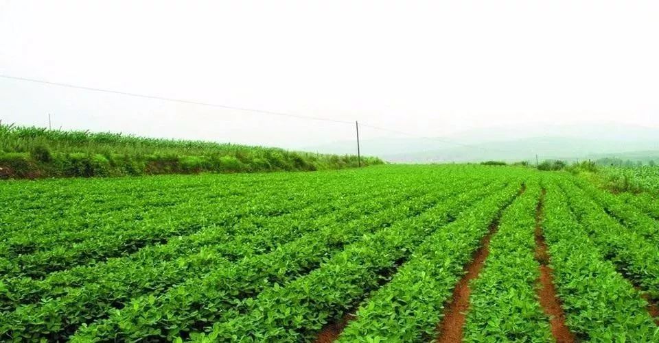 花生患上卷葉病應當如何防治?與司普沃一起了解下吧