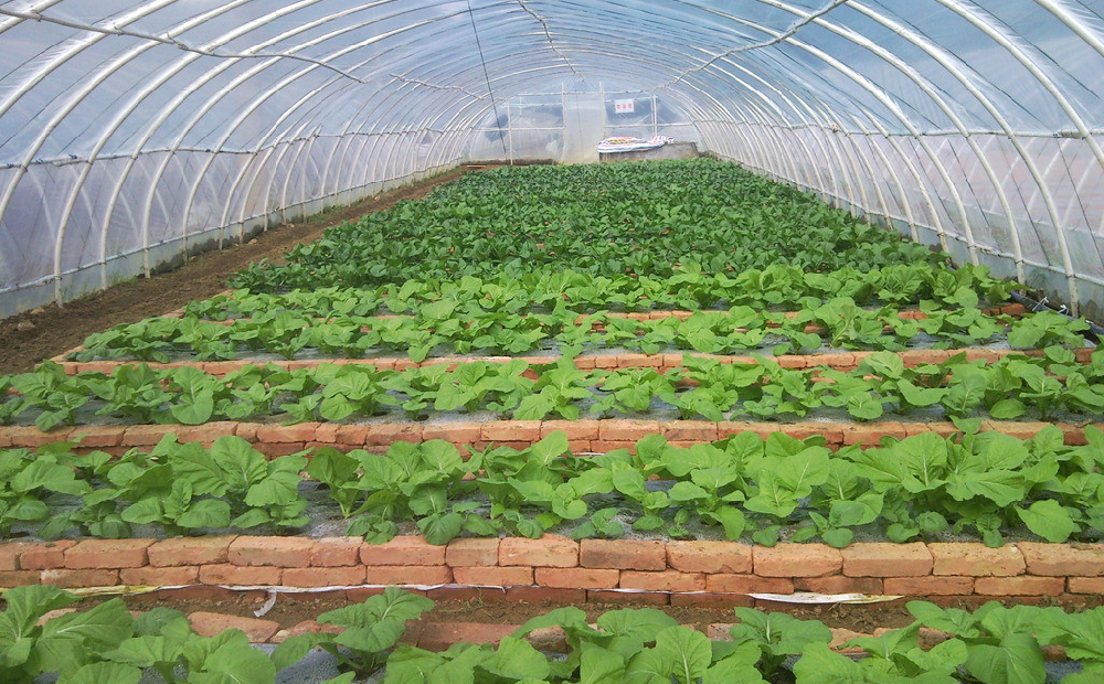 棚室蔬菜發(fā)生肥害，經(jīng)濟收益暴跌！司普沃來告訴您有效預防措施