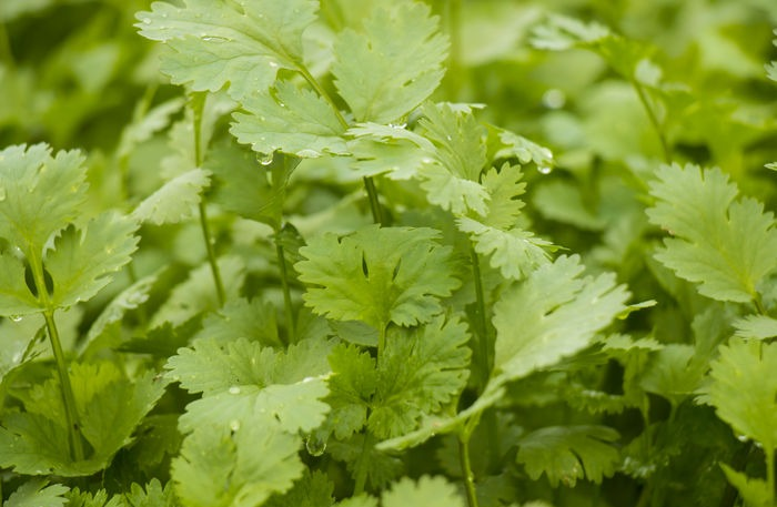 香菜產(chǎn)量高不高，就看水肥管理好不好，速看司普沃這篇文章