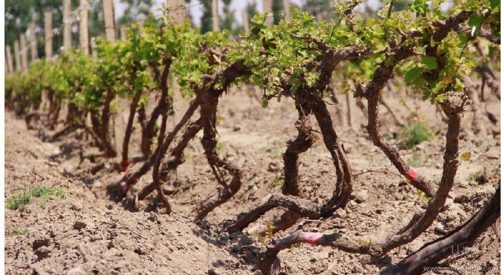 種葡萄卻對(duì)葡萄根系不了解，能種好嗎？司普沃邀您一起來(lái)暢聊